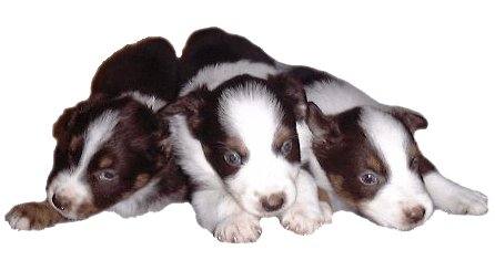 Chiots Bergers Australiens